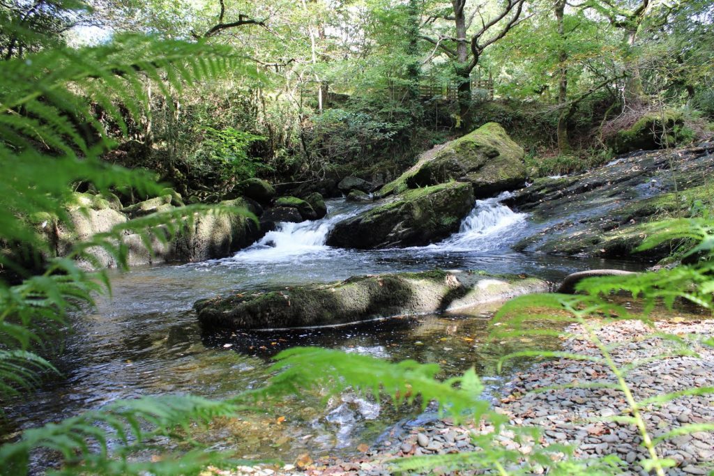 Stream in wood