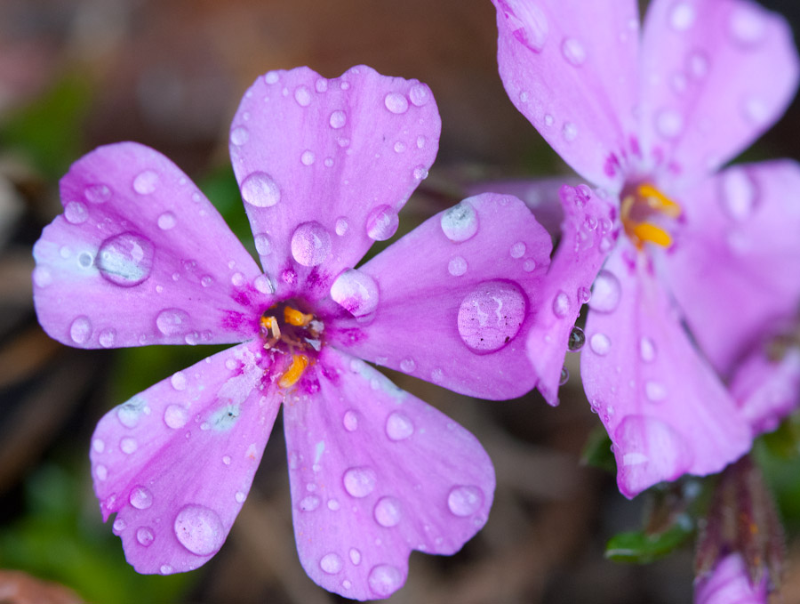 Pink flowers with rain drops on