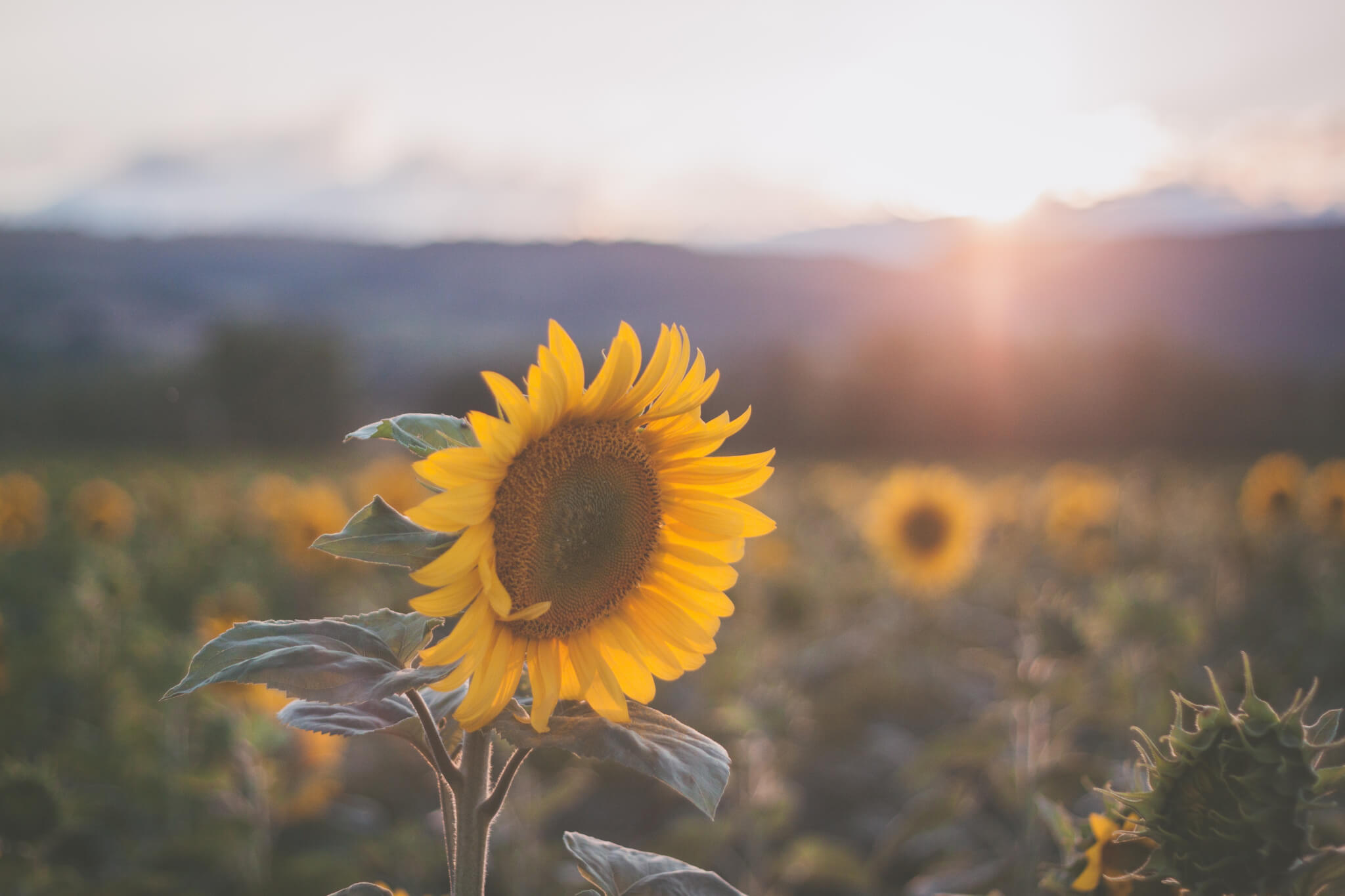 Sunflowers