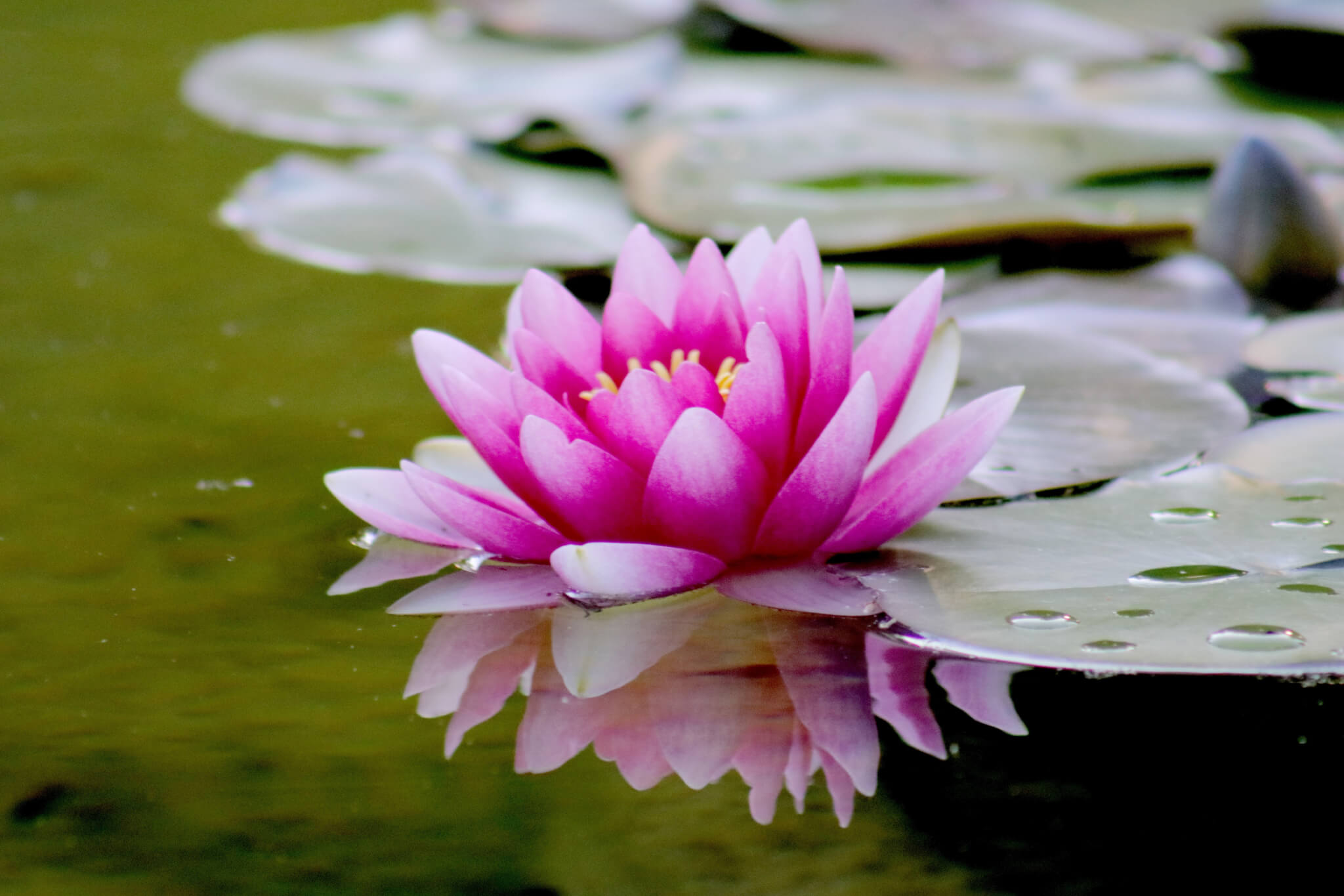 Pink lotus on pond