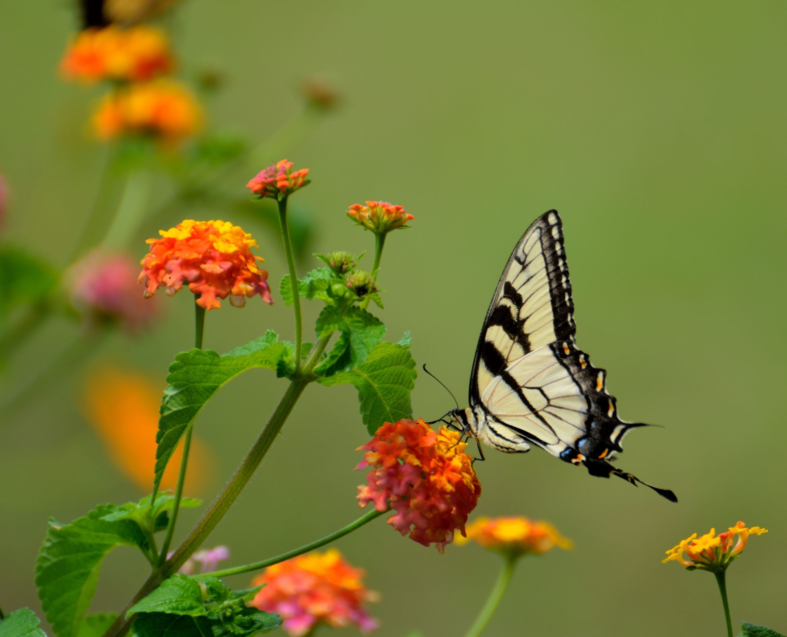 Butterfly on flower