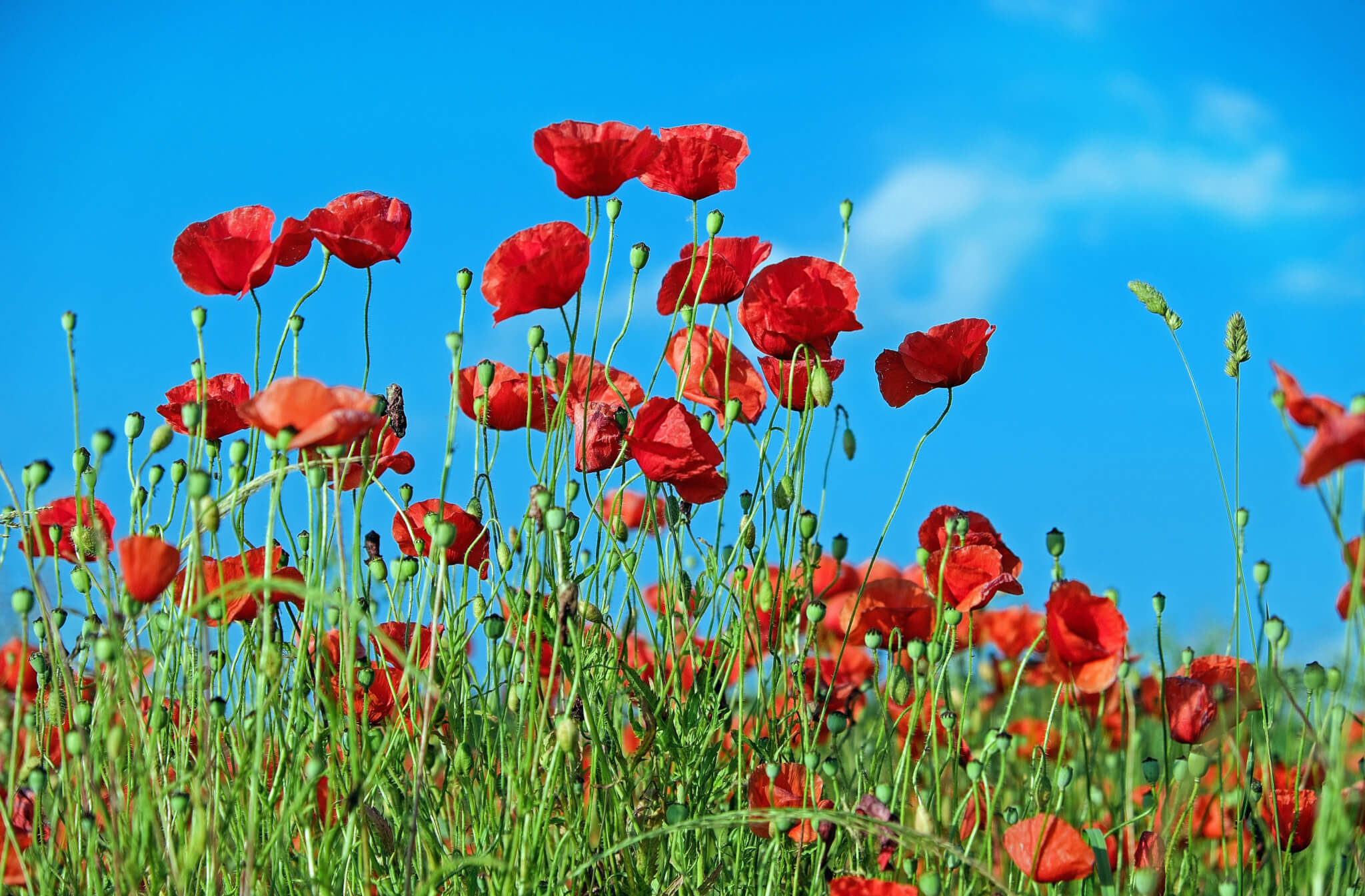 Poppies in field