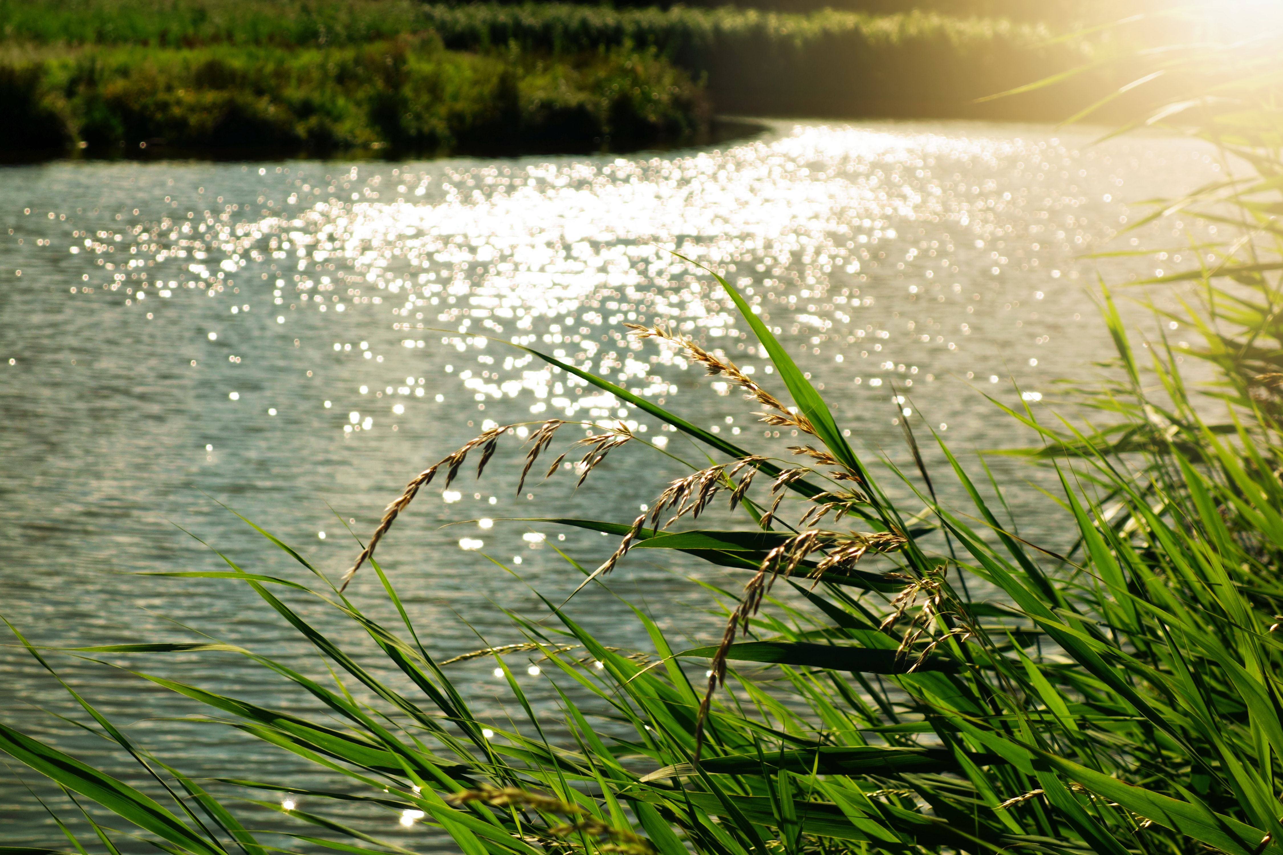 River with sun gleaming on surface