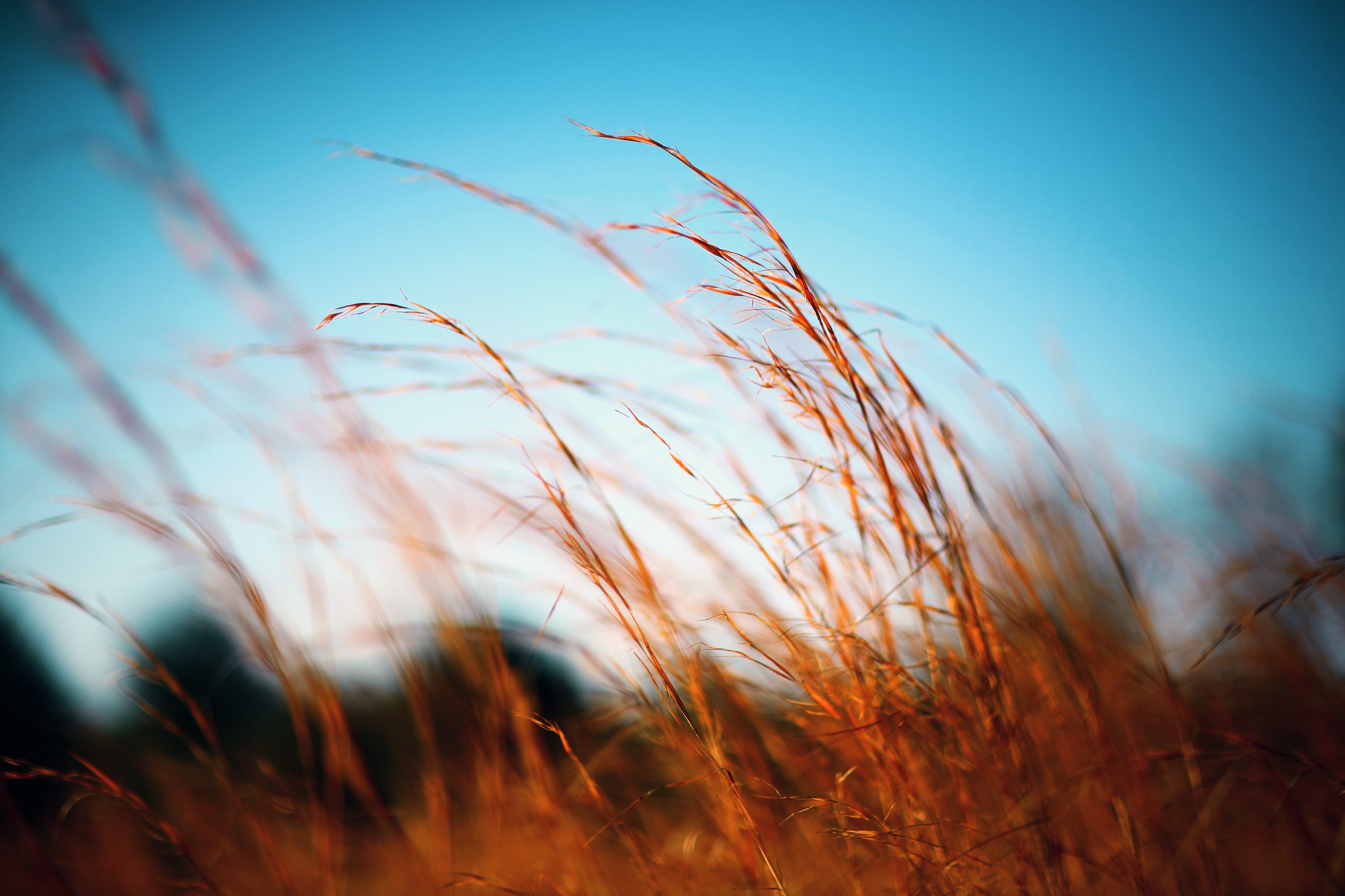 brown grasses against blue sky