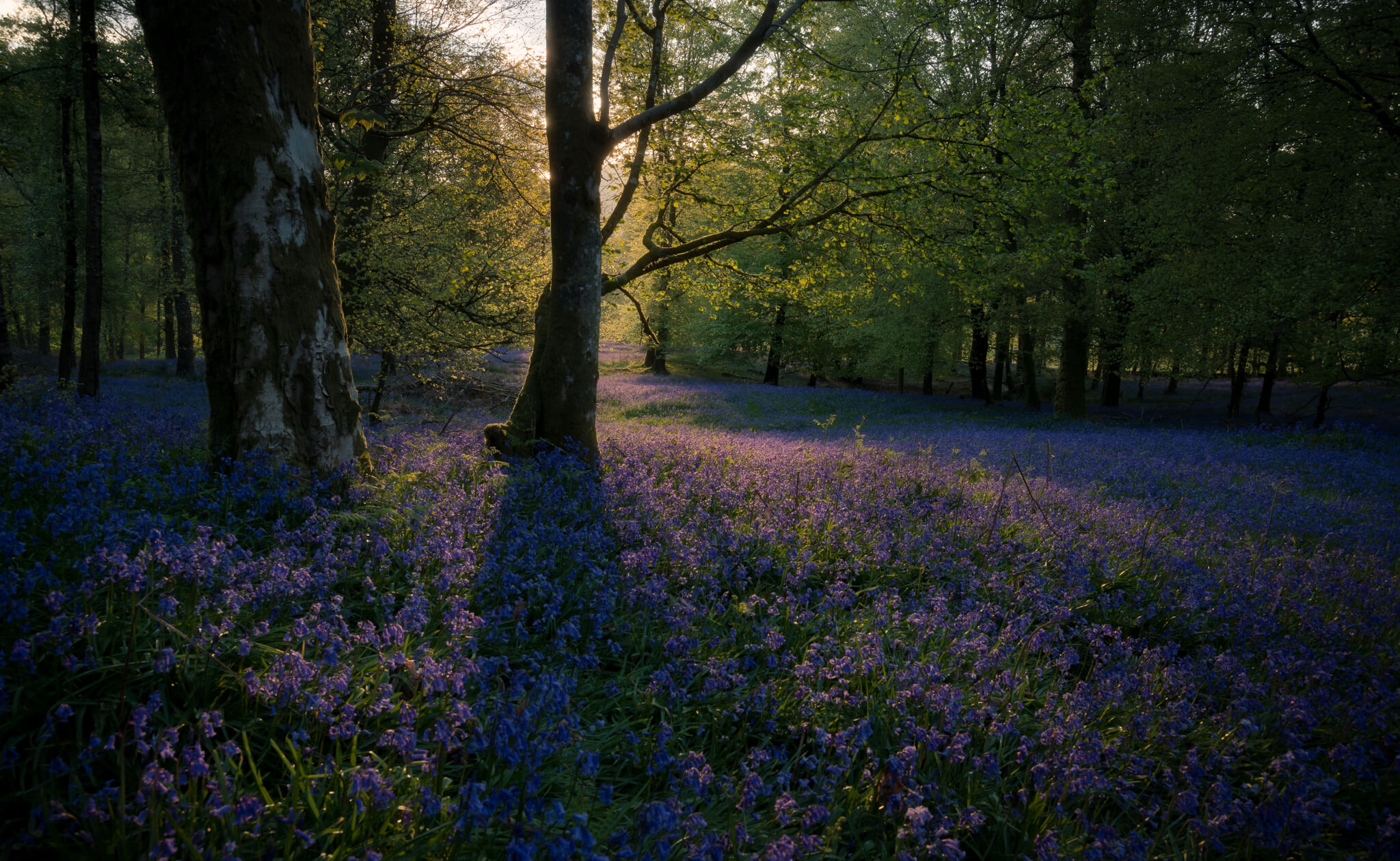 Forest and bluebells