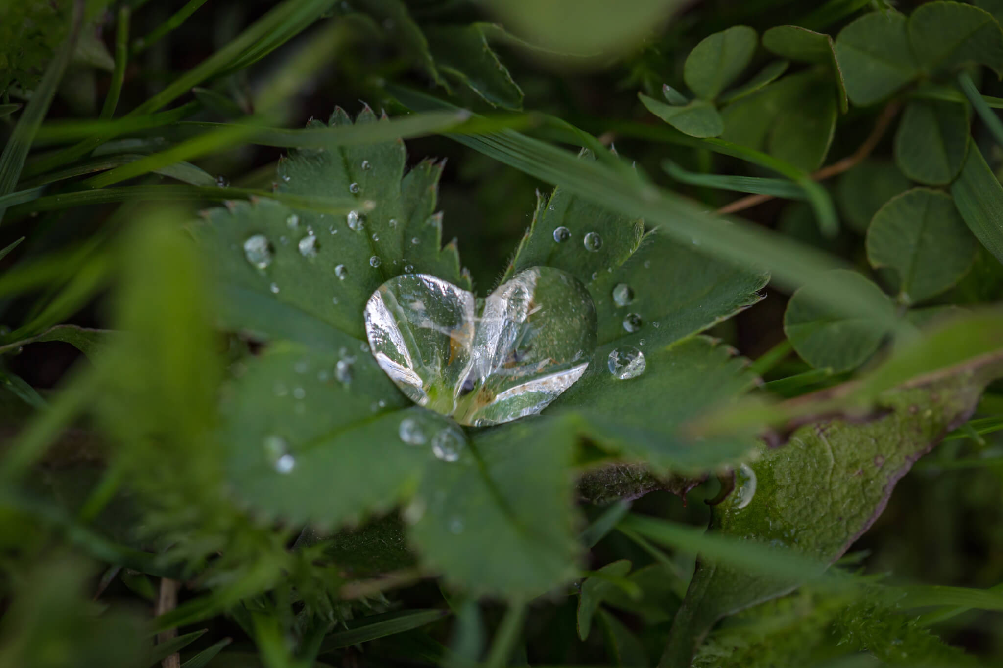 Leaf with heart-shaped dew drop