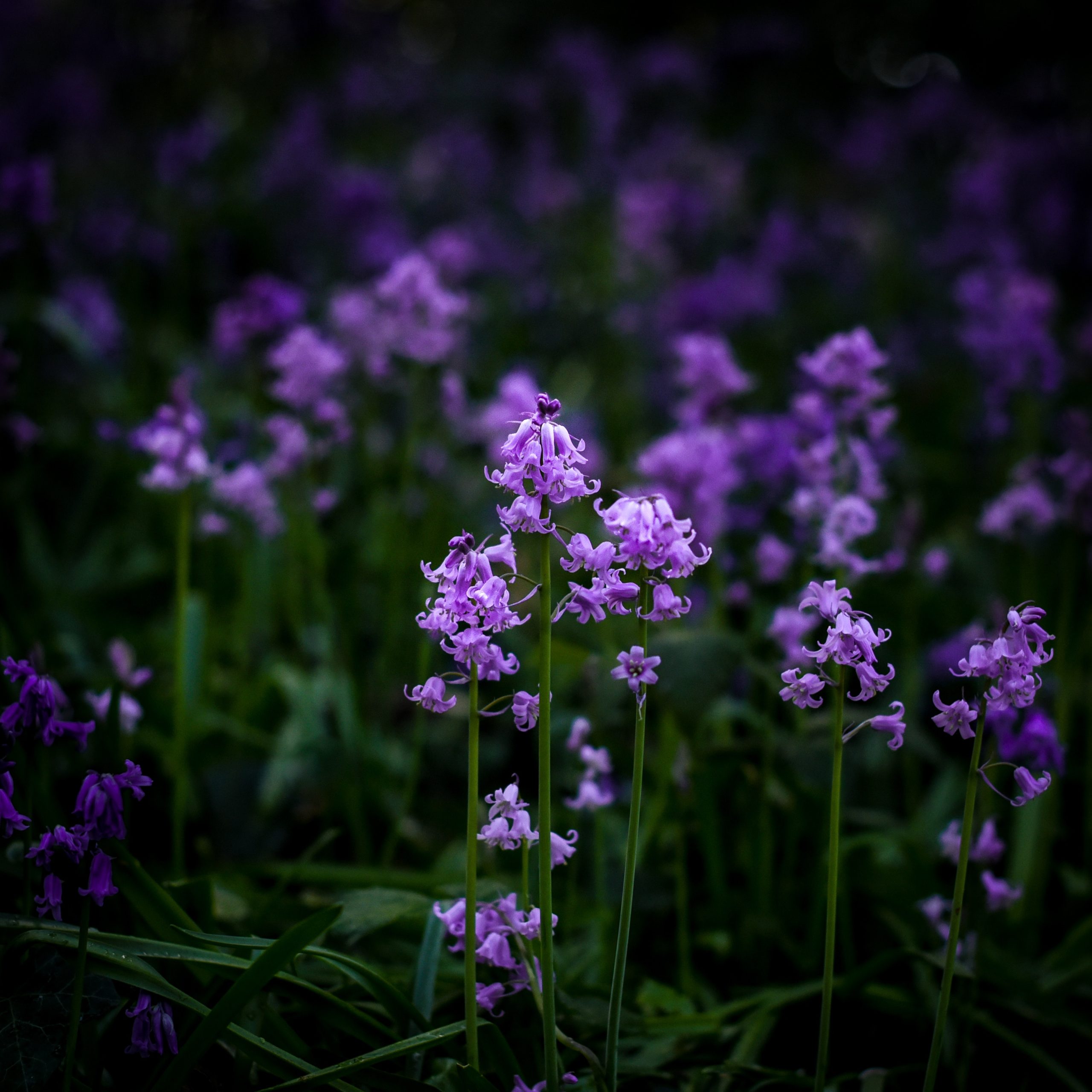 Bluebells