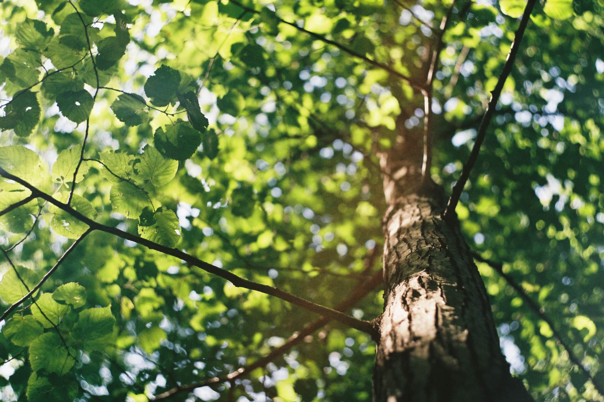 tree in daytime