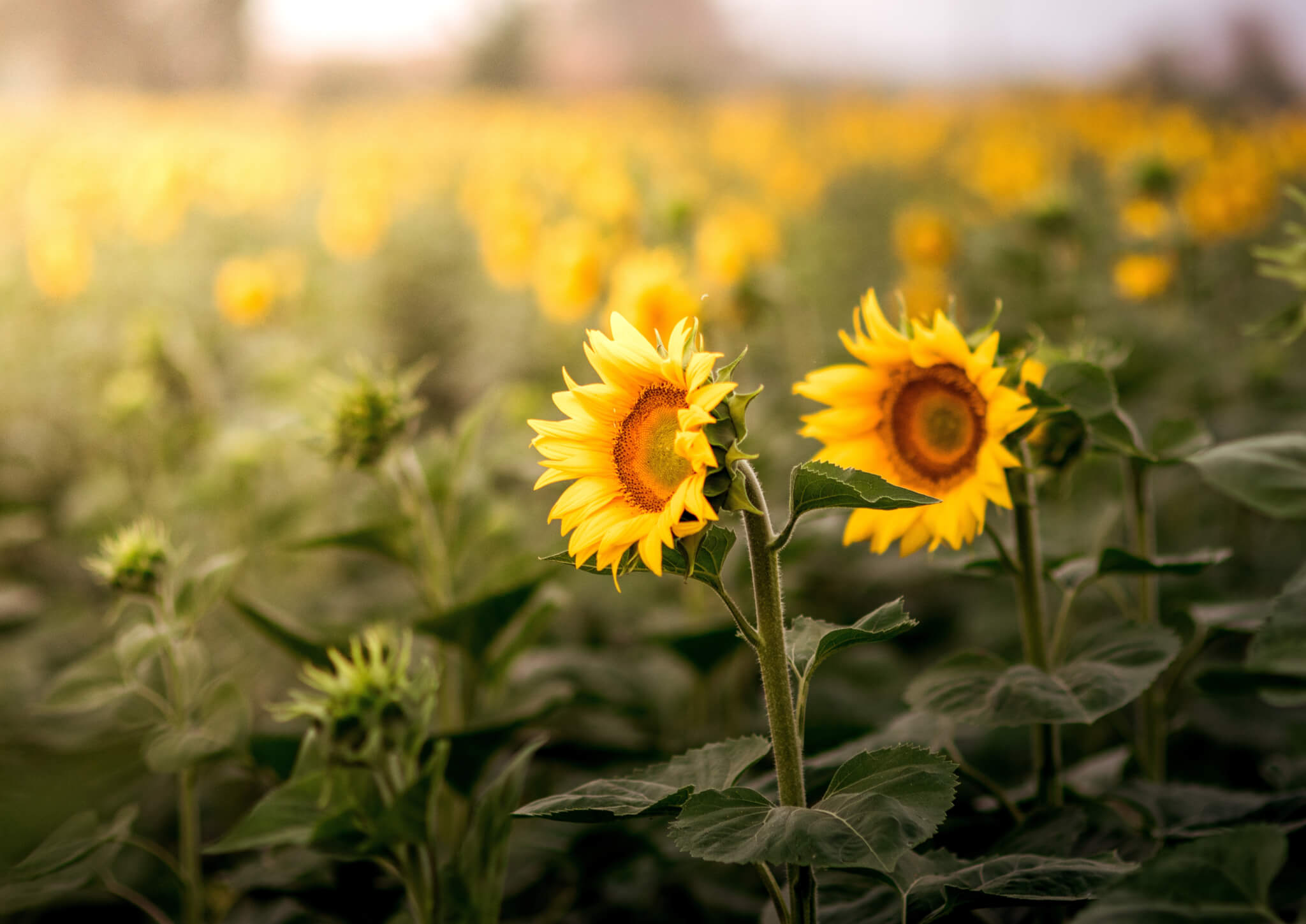 Sunflowers in field