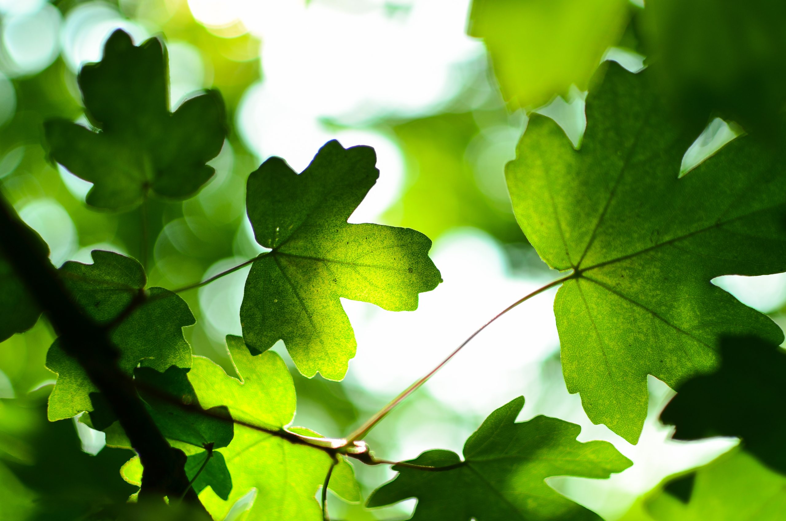 Green leaves