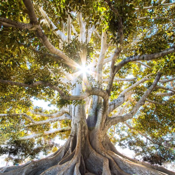 Tree with strong roots and sun shining through