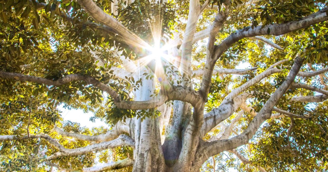Tree with strong roots and sun shining through