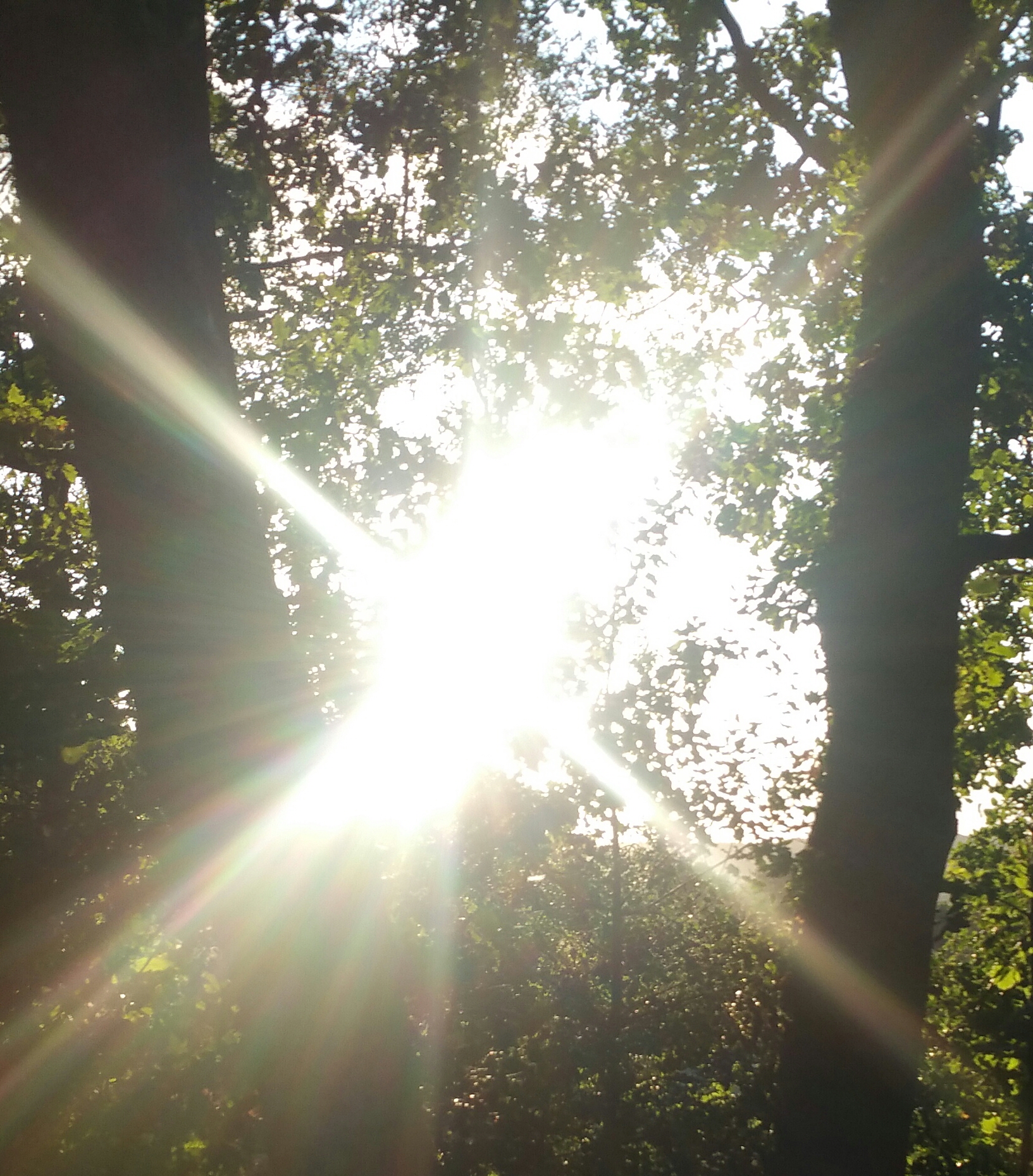 Sunlight through trees